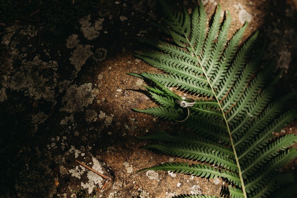 Detail picture of fern and weddings rings with dappled light