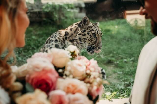 Leopard wants wedding flowers, unique capture