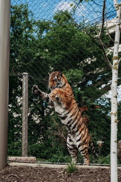 Tiger greets wedding couples at zoo