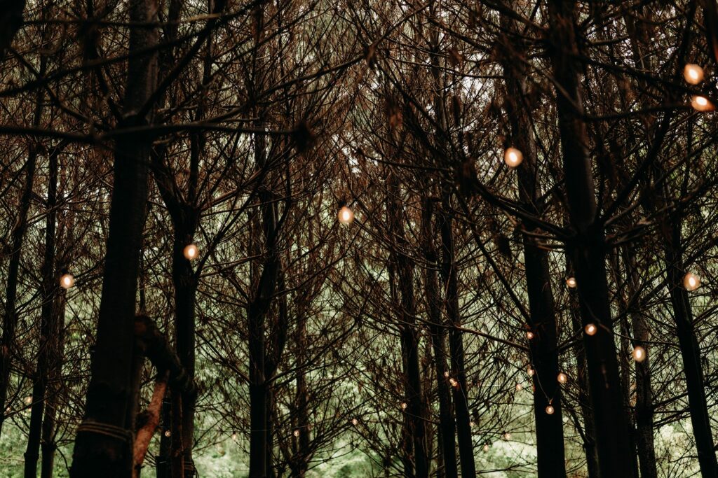 string lights in pine tree reception venue in ohio